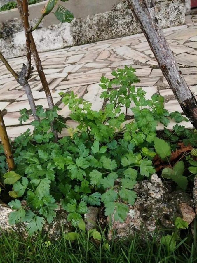Casas Do Torreao 3 Casas De Alojamento Local Alfaiates المظهر الخارجي الصورة